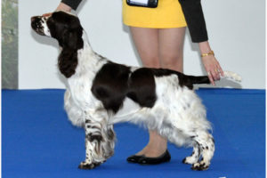 CACIB Nitra oraz CACIB Padova