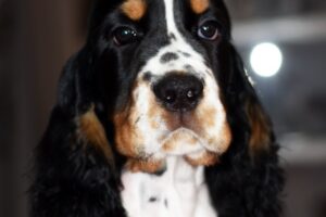 Tamaamkowa młodzież