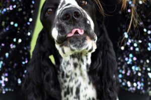 Szalona wyprawa do Anglii