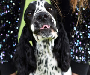 Szalona wyprawa do Anglii